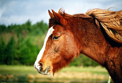 Old pony mare walking on her pasture.