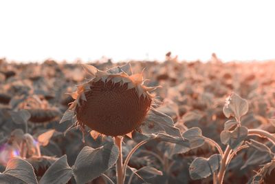 Close-up of wilted flower on field against sky