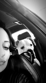 Close-up of dog sitting in car