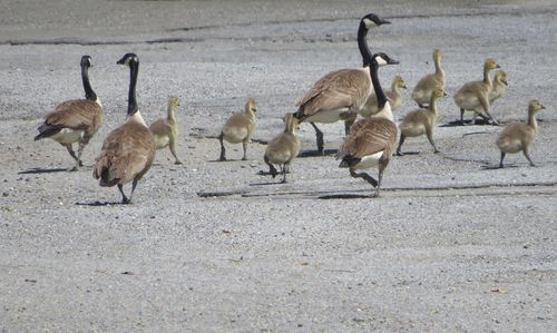 Flock of birds on the land