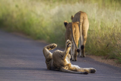 View of two cats on road