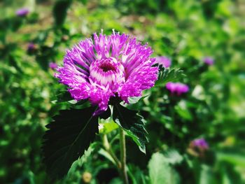 Close-up of purple flower blooming outdoors