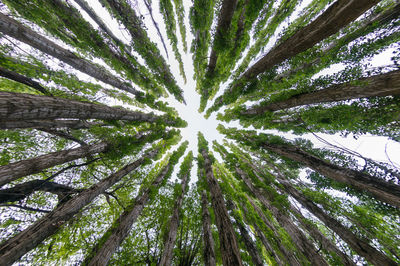 Low angle view of tree in forest