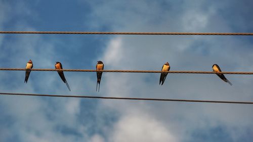 Low angle view of birds perching on cable against cloudy sky