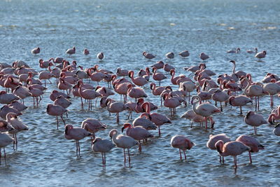 Flock of seagulls on beach