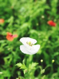 Close-up of white flower blooming outdoors