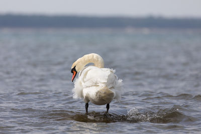Close-up of swan on sea shore