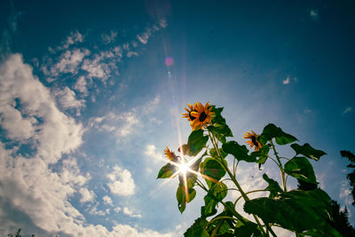 Low angle view of flowering plant against sky