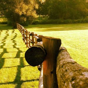 Close-up of wooden tree