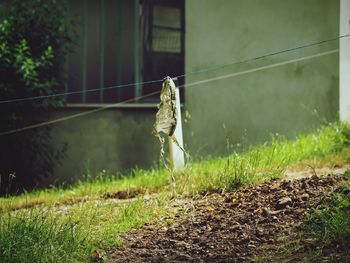 Plastic bag hanging on a wire