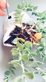 Close-up of hand on plant