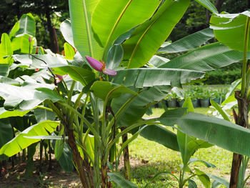 Close-up of a tree