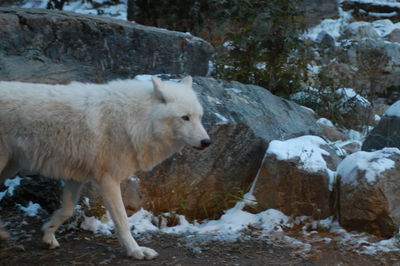 View of wolf during winter