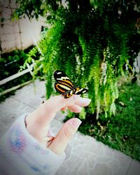 Butterfly on hand