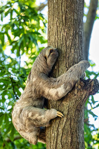 Close-up of tree trunk