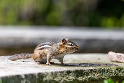 Close-up of chipmunk on retaining wall