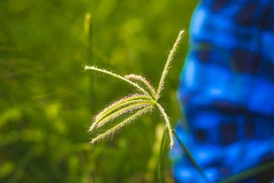 Close-up of plant on field