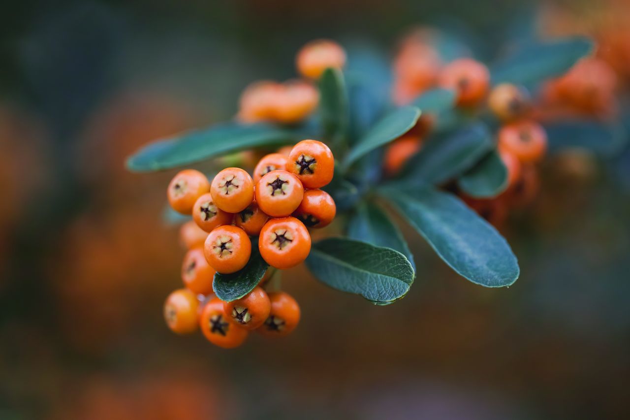 growth, focus on foreground, close-up, fruit, food, food and drink, plant, plant part, healthy eating, leaf, day, no people, freshness, orange color, berry fruit, selective focus, nature, beauty in nature, outdoors, green color, rowanberry