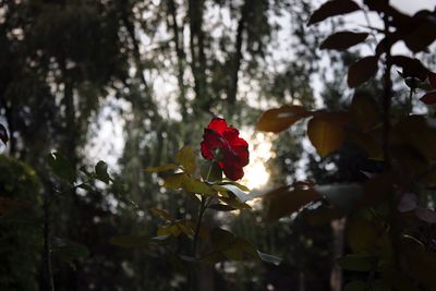 Close-up of red flowers blooming on plant