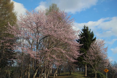 Low angle view of cherry trees on field against sky