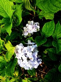 Close-up of hydrangea blooming outdoors