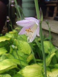 Close-up of insect on flower