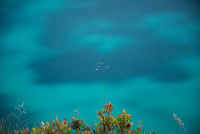 High section of plants against blue sky and clouds