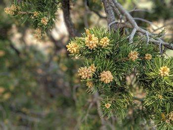 Close-up of yellow flowering plant