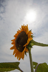 Close-up of sunflower against sky