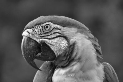 Close-up of macaw