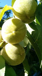 Close-up of fruit growing on tree