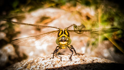 Close-up of insect on rock