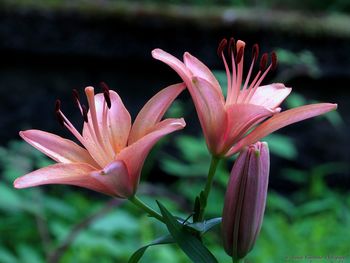 Close-up of pink lily flowers