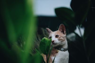 Portrait of a cat