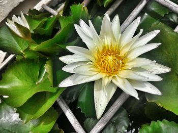 Close-up of white flowers