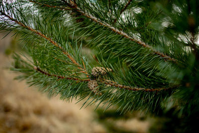 Close-up of pine tree branch