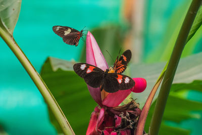 Close-up of butterfly perching on pink flower