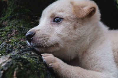 Close-up of dog sitting outdoors