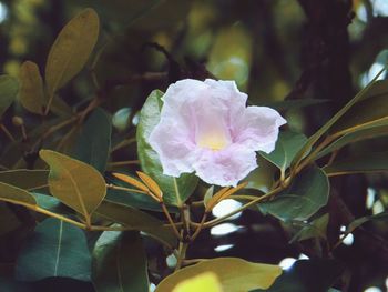 Close-up of pink flowering plant