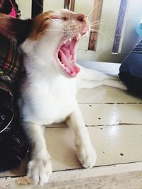 Close-up of dog yawning