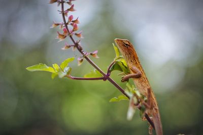 Close-up of lizard on branch