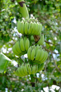 Low angle view of banana tree