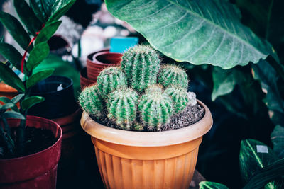 Close-up of potted plant