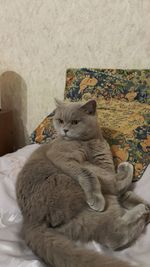 Close-up of chartreux cat resting on bed