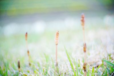 Close-up of flowering plants on field