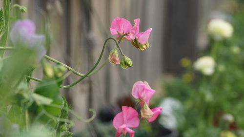 Close-up of pink flowering plant
