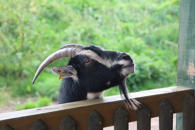 Close-up of goat on wood