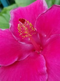 Close-up of pink flower