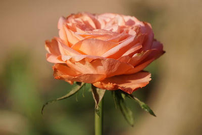 Close-up of blooming orange rose
