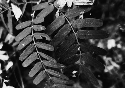 Close-up of raindrops on leaves